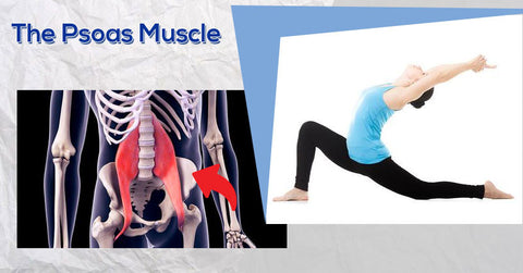 The Psoas Muscle – EasyFlexibility